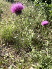 Carduus litigiosus