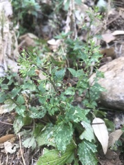 Scrophularia peregrina
