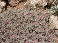 Astragalus cruentiflorus