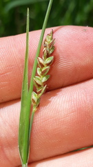 Carex panicea