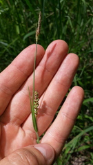 Carex panicea
