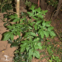 Tacca leontopetaloides
