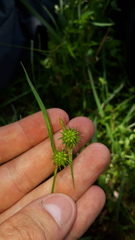 Carex flava