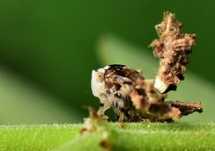 Auchenorrhyncha