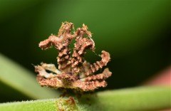 Auchenorrhyncha
