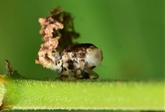 Auchenorrhyncha