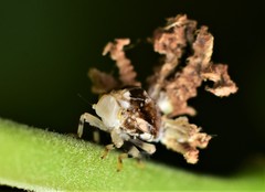Auchenorrhyncha