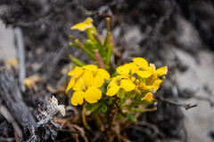 Erysimum menziesii