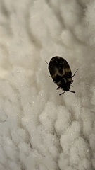 Attagenus fasciatus