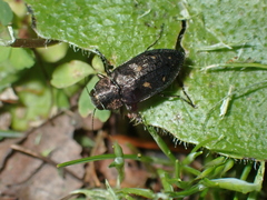 Phaenops
