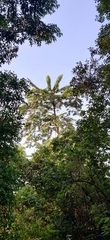 Duabanga grandiflora