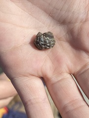 Littorina brevicula