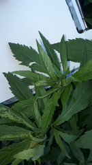 Eupatorium cannabinum