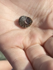 Littorina brevicula