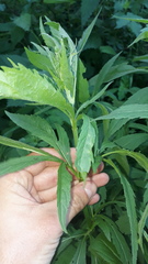 Eupatorium cannabinum