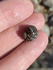Littorina brevicula