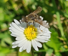 Conophorus virescens