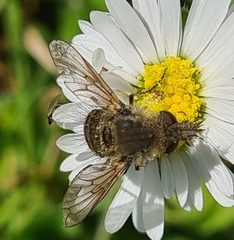 Conophorus virescens