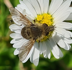 Conophorus virescens