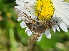 Conophorus virescens