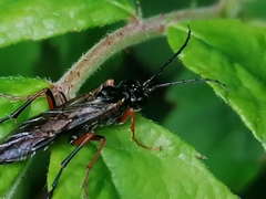 Tenthredo atra