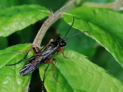 Tenthredo atra