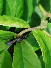 Tenthredo atra