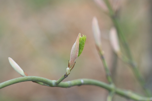 Manchurian Striped Maple