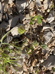 Medicago orbicularis