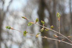 Euonymus maximowiczianus