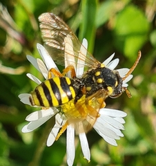 Nomada goodeniana