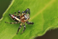 Thyene imperialis