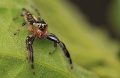 Thyene imperialis