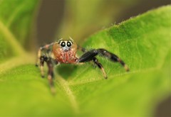 Thyene imperialis