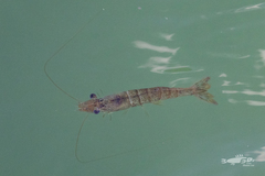 Metapenaeus bennettae