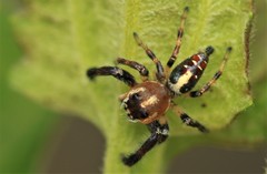 Thyene imperialis
