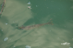 Metapenaeus bennettae