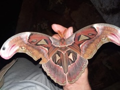 Attacus erebus