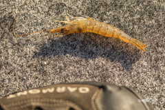 Metapenaeus bennettae