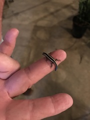 Plestiodon skiltonianus