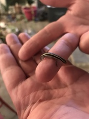 Plestiodon skiltonianus