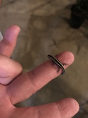 Plestiodon skiltonianus