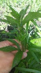 Eupatorium cannabinum