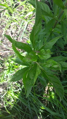 Eupatorium cannabinum