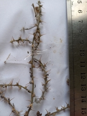 Sclerolaena muricata