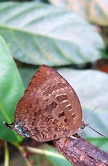 Arhopala centaurus nakula