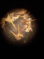 Sclerolaena muricata