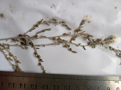 Sclerolaena stelligera