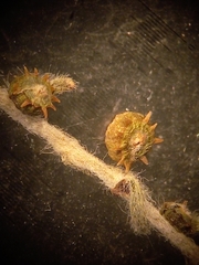Sclerolaena stelligera