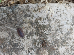 Trachelipus squamuliger